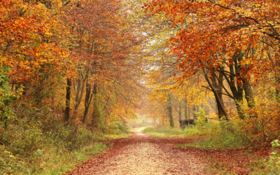 Slow Down & Restore: Aligning Your Wellness With the Rhythm of Fall